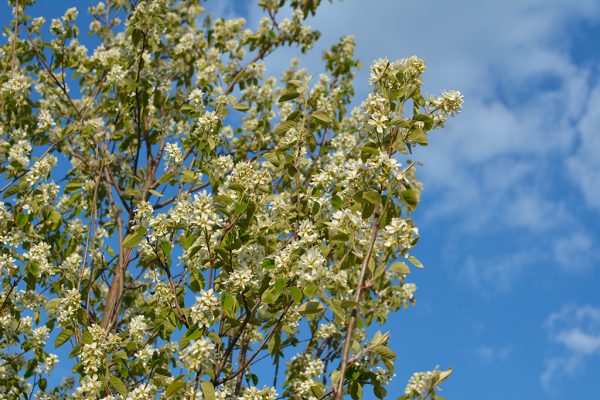 AMELANCHIER ALNIFOLIA | Amélanchier à feuilles d'aulne | Saskatoon Berry
