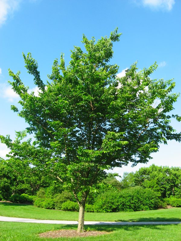 CELTIS OCCIDENTALIS | Micocoulier Occidentale | Hackberry