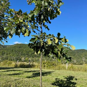QUERCUS BICOLOR | Chêne bicolore | Swamp White Oak