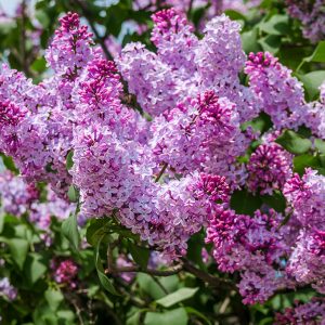 SYRINGA VULGARIS | Lilas commun | Common Lilac