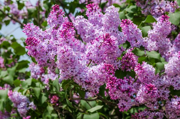 SYRINGA VULGARIS | Lilas commun | Common Lilac