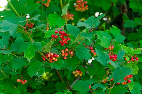 VIBURNUM TRILOBUM | Viorne trilobée | Highbush Cranberry