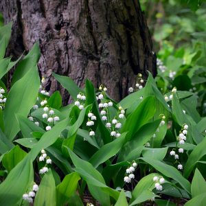 CONVALLARIA MAJALIS | Muget | Lily of the Valley