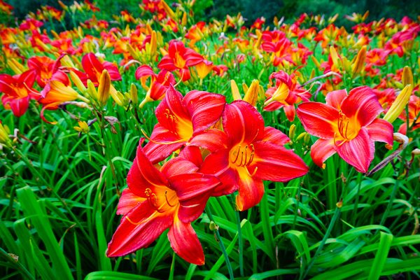 HEMEROCALLIS | Hémérocalles | Daylilies